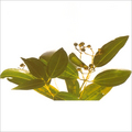 Manufacturers Exporters and Wholesale Suppliers of Cinnamom Oil Kozhikode Kerala